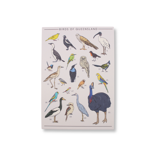 Busy Head Postcard | Birds of Queensland