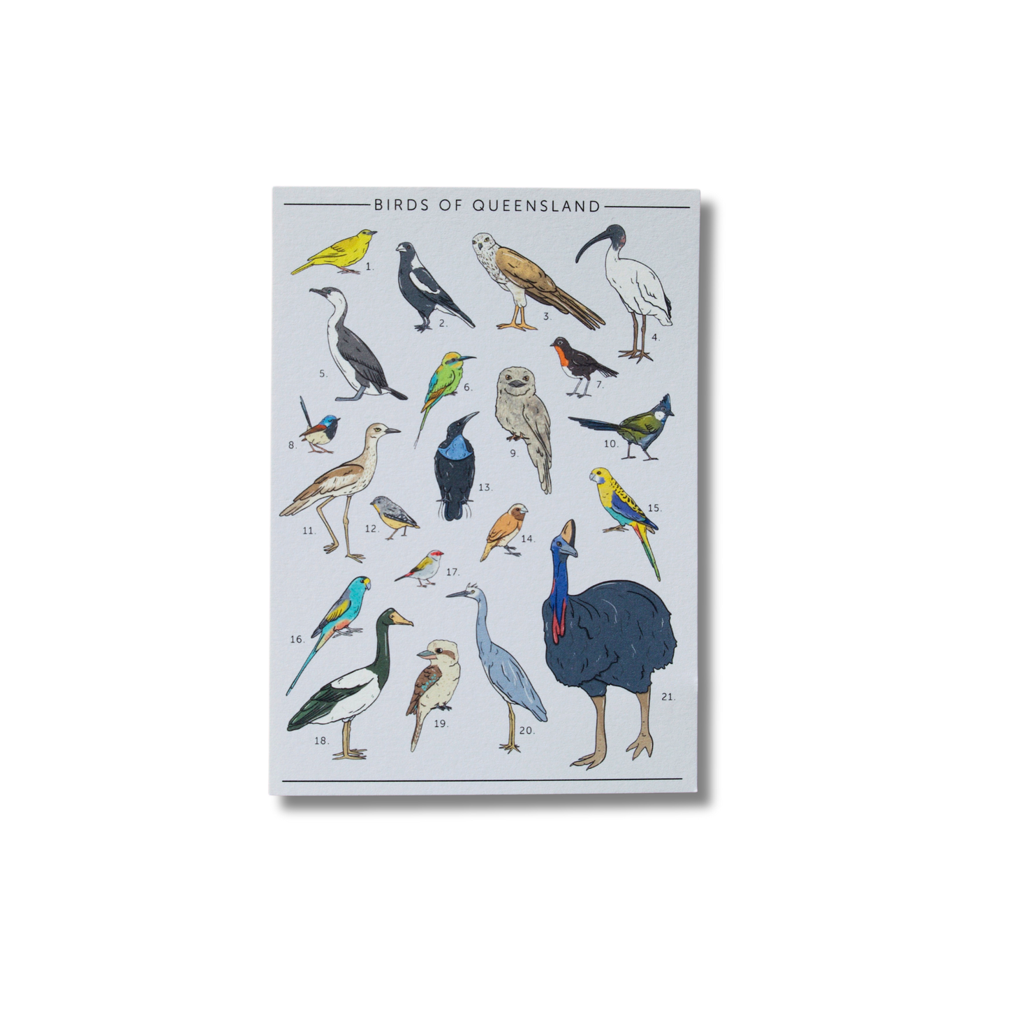 Busy Head Postcard | Birds of Queensland